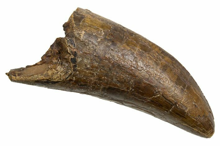 Robust, Fossil Tyrannosaurus (T Rex) Tooth - Wyoming #336019